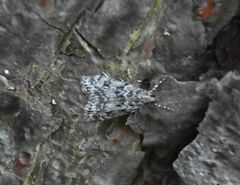 Eudonia truncicolella