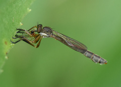 Leptogaster