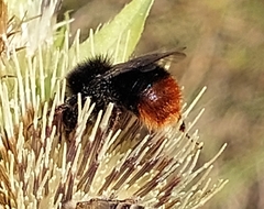 Bombus lapidarius