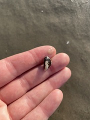 Mytilidae