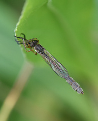 Leptogaster