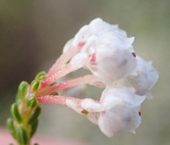 Erica spectabilis
