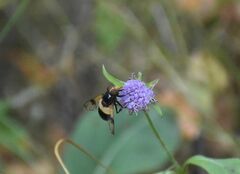 Volucella pellucens
