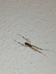 Episinus