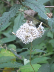 Eupatorium japonicum