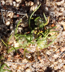 Isoetopsis graminifolia