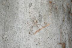 Tamopsis
