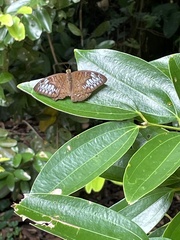 Tanaecia pelea