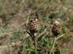 Centaurea debeauxii