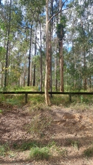 Eucalyptus major