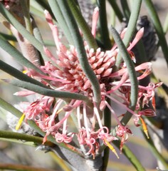 Isopogon scabriusculus
