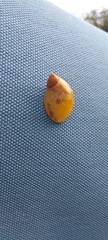Succinea putris