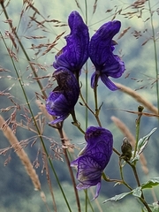 Aconitum variegatum