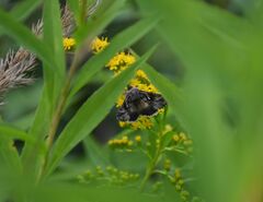 Syngrapha interrogationis