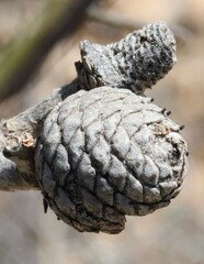 Isopogon scabriusculus