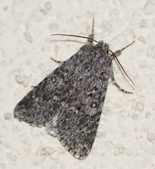 Acronicta euphorbiae