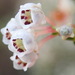 Erica spectabilis - Photo (c) Nicola van Berkel, algunos derechos reservados (CC BY-SA), subido por Nicola van Berkel