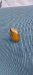 Succinea putris