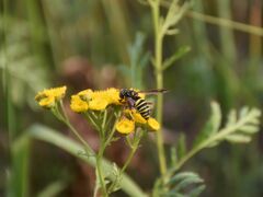 Spilomyia diophthalma