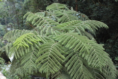 Cyathea manniana
