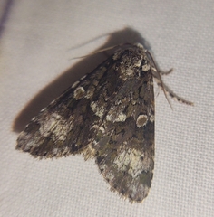 Craniophora ligustri