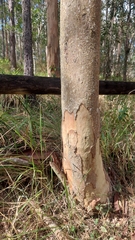 Eucalyptus major