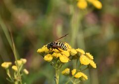 Spilomyia diophthalma