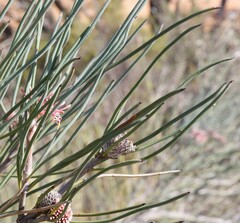 Isopogon scabriusculus