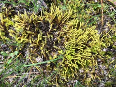 Triquetrella papillata