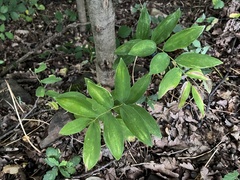 Polygonatum