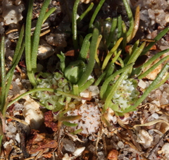 Isoetopsis graminifolia