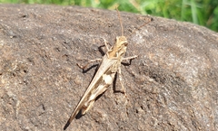 Oedaleus infernalis