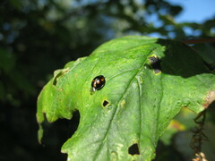 Exochomus quadripustulatus
