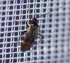 Adelphocoris seticornis