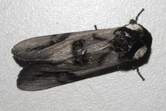 Psalidostetha banksiae