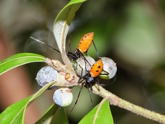 Paradasynus spinosus