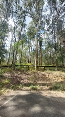 Eucalyptus major