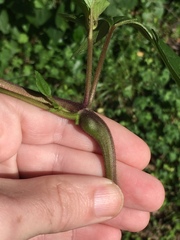 Procecidochares utilis