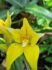 Caladenia flava