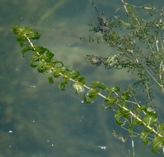 Potamogeton
