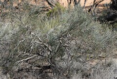 Isopogon scabriusculus