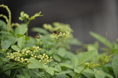 Anterhynchium flavomarginatum formosicola