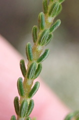 Erica spectabilis
