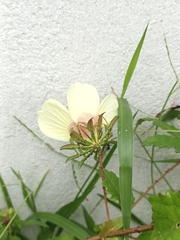 Hibiscus surattensis