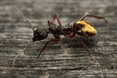 Dolichoderus extensispinus