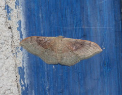 Idaea degeneraria