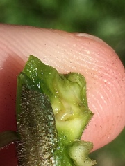 Procecidochares utilis