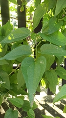Clematis recta