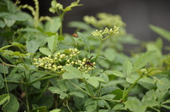 Anterhynchium flavomarginatum formosicola
