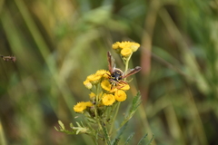 Spilomyia diophthalma